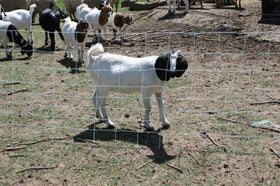 Starkline predator protection netting guards livestock from foxes and coyotes.