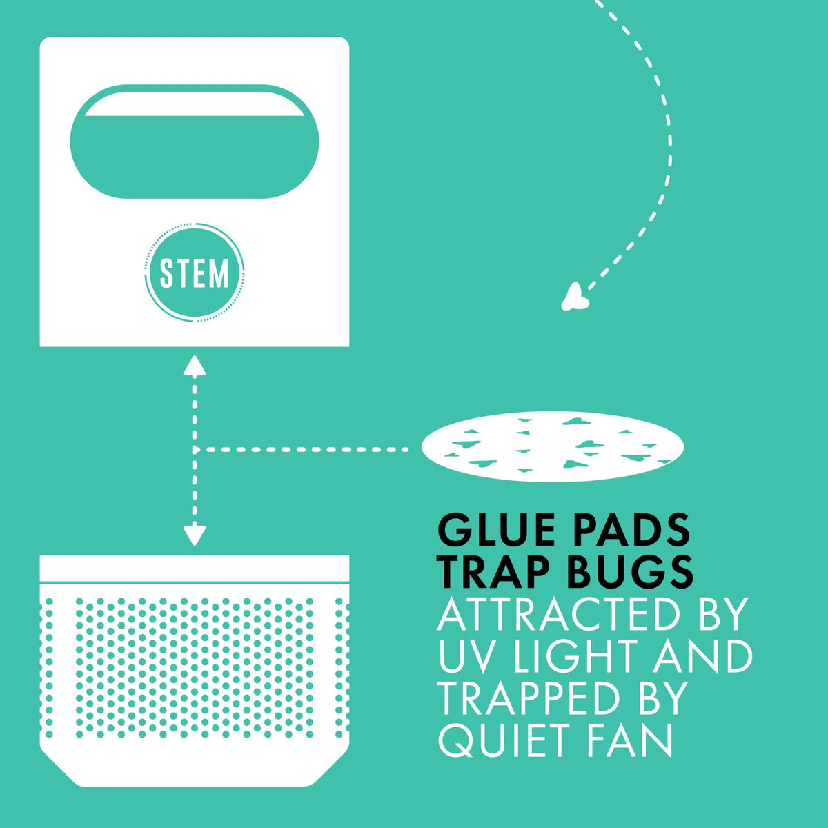 STEM glue pad close-up showing sticky surface for capturing fruit flies.