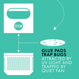 STEM glue pad close-up showing sticky surface for capturing fruit flies.