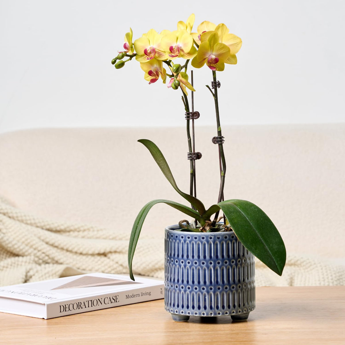 STHIE contemporary pot complements living rooms, balconies, and office spaces.