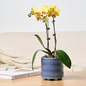 STHIE contemporary pot complements living rooms, balconies, and office spaces.