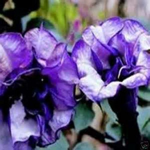 Sticker Tiger Double Purple Devil Trumpet seeds for vibrant ornamental blooms in the garden