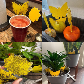Stingmon gnat trap inserted into soil protects potted plants without extra setup