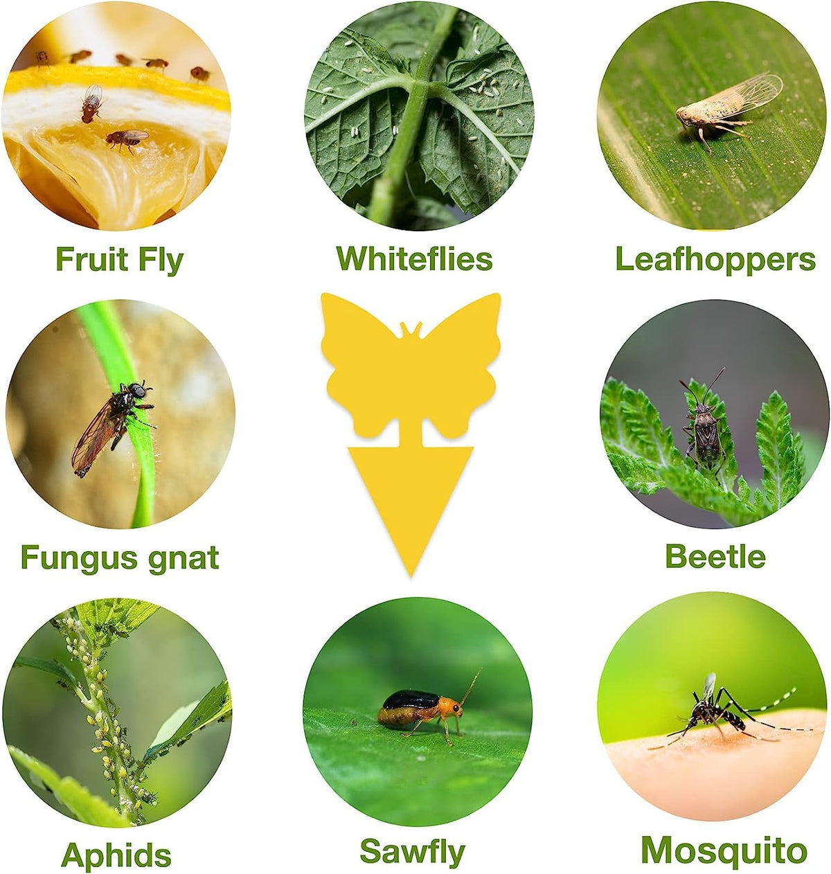 Stingmon green butterfly support sticks included for stability