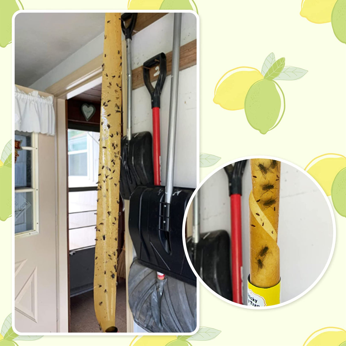 Stingmon house gnat trap strip suitable for kitchens.