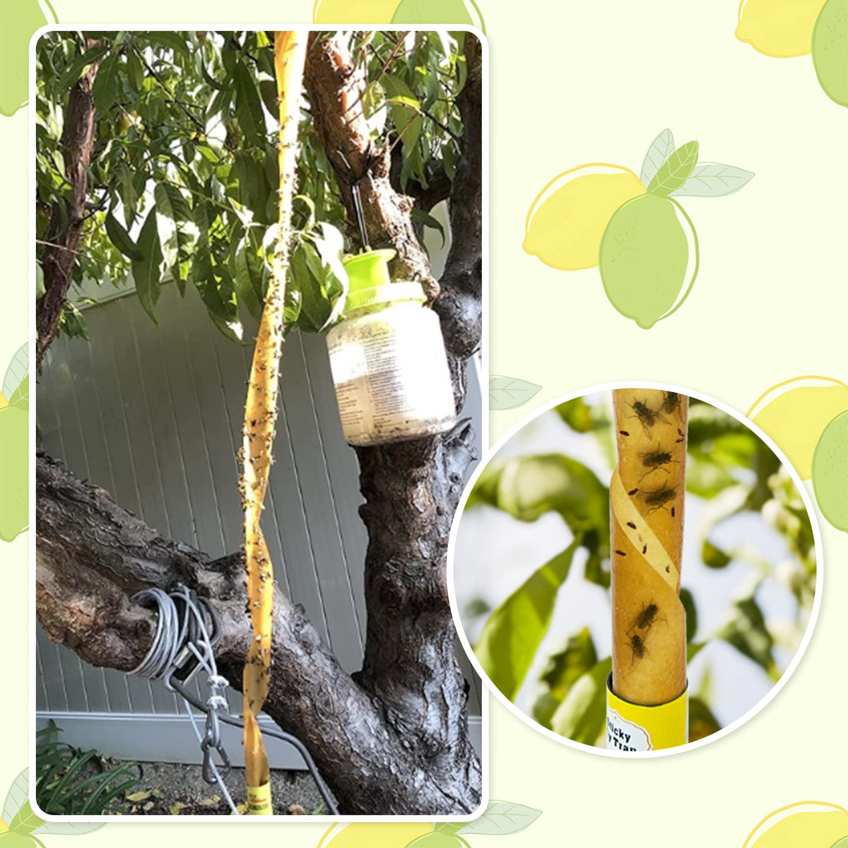 Stingmon non-toxic adhesive fly trap for safer use.