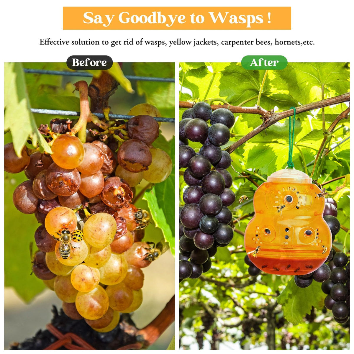 Stingmon wasp trap close-up shows six one-way exits