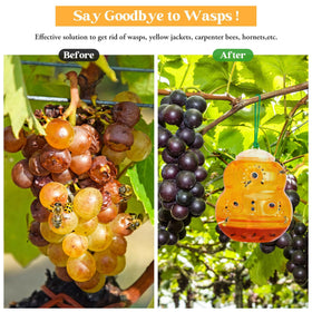 Stingmon wasp trap close-up shows six one-way exits