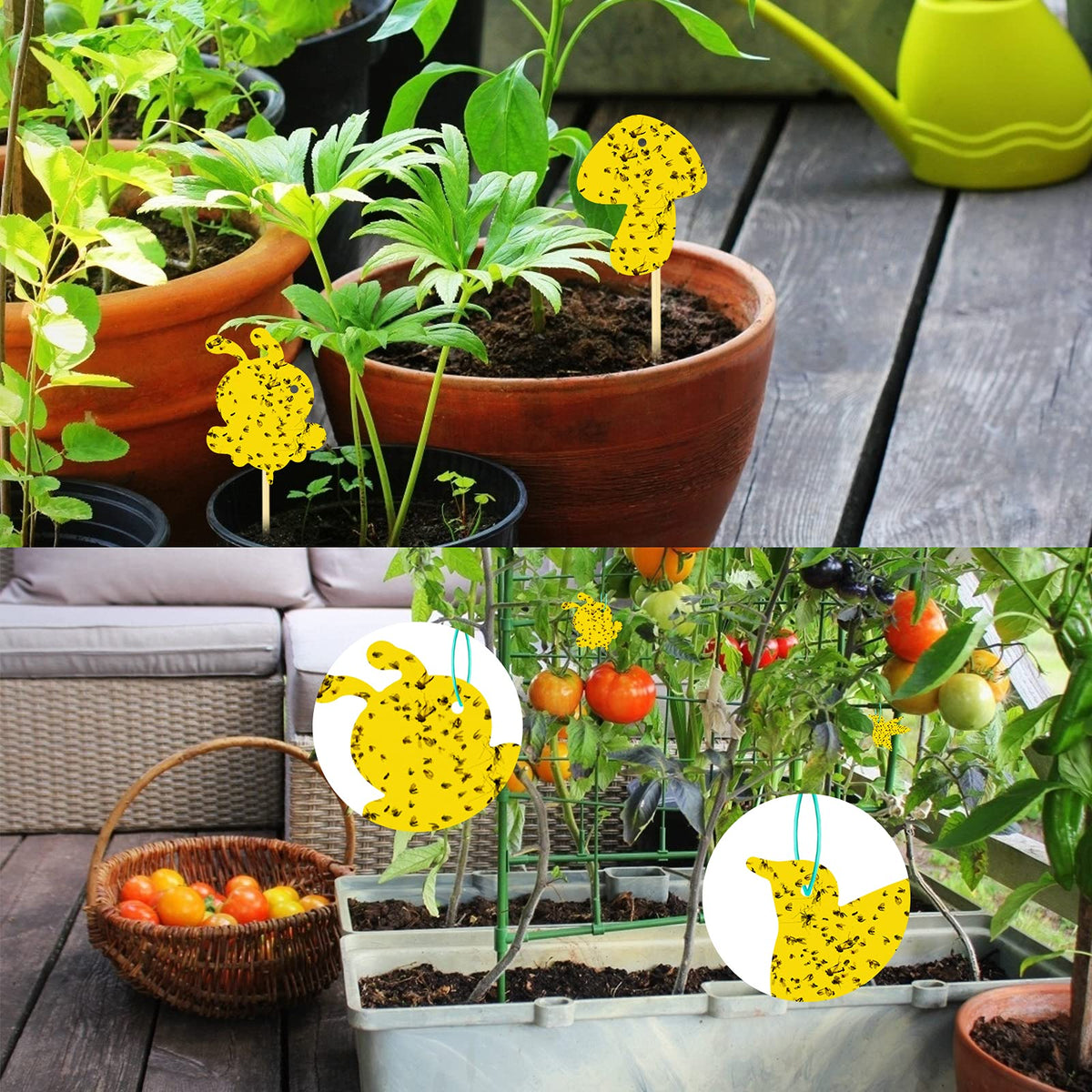 Stingmon waterproof gnat trap works indoors and outdoors