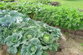BaleBuster4 prepares bales for vegetable planting with clear instructions