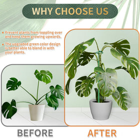 Stroller Monstera and orchid support with expandable height as plants grow.