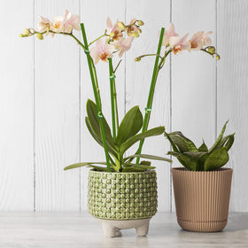 Stroller plant stake used with orchid for discreet stem support.