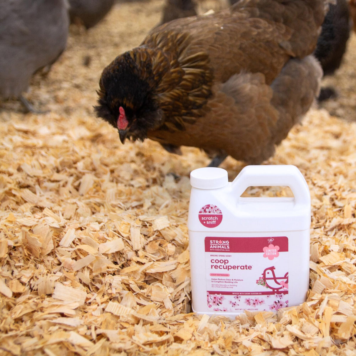 Strong Animals Coop Recuperate Cherry Blossom scattered on bedding to refresh litter