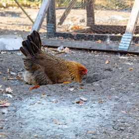 Strong Animals Preen Queen feathers look clean after a dust bath