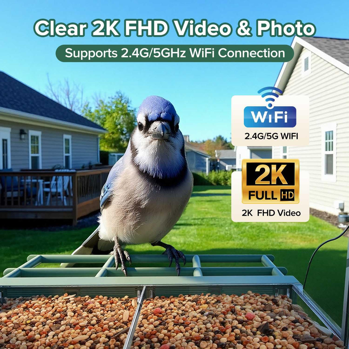 STSVA AI bird identification highlights species as you observe wildlife.