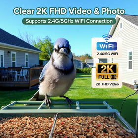 STSVA AI bird identification highlights species as you observe wildlife.