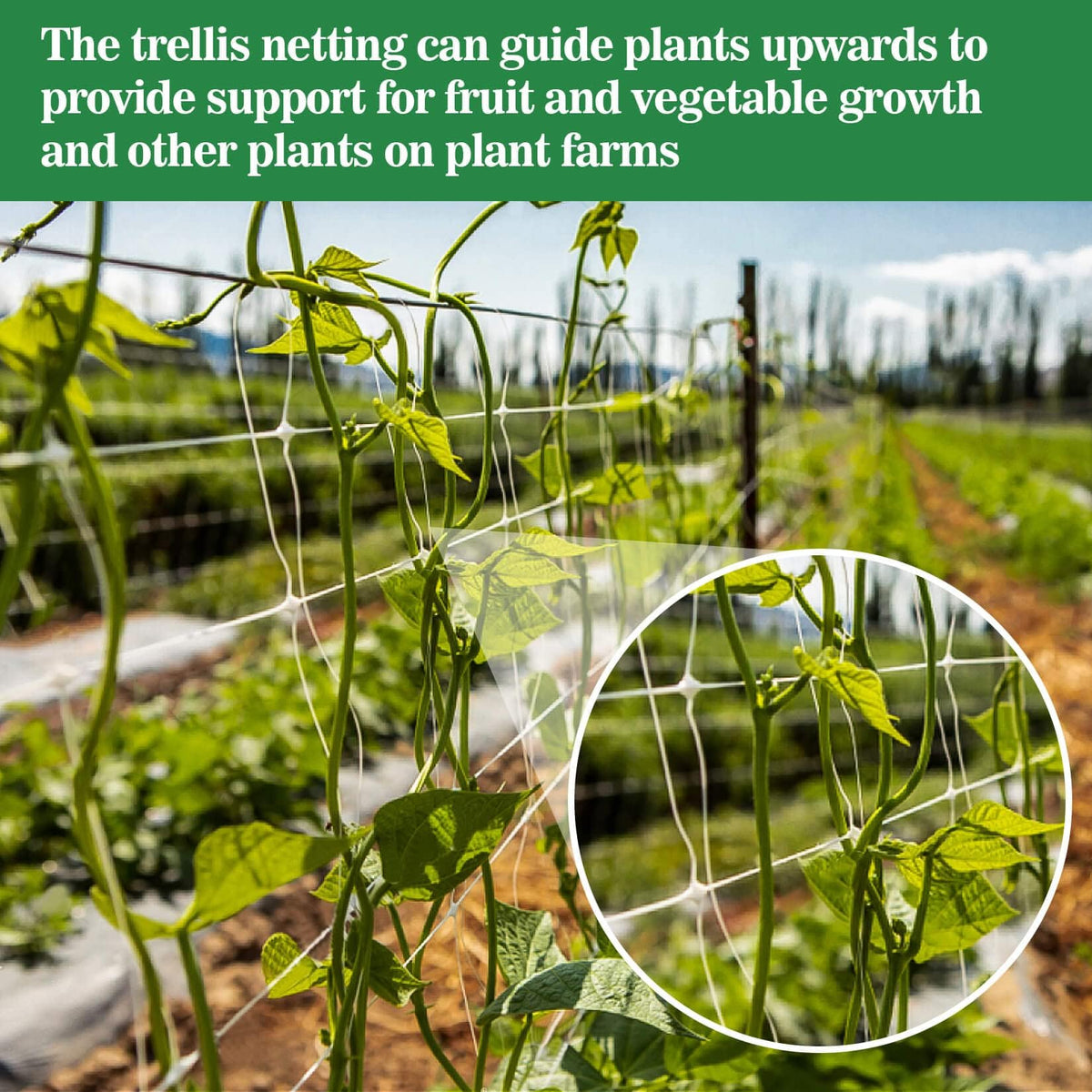 Sukh Garden Trellis Netting easy installation on frames and posts.