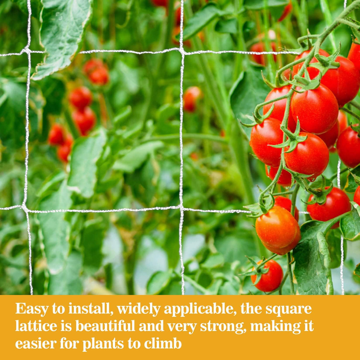 Sukh Garden Trellis Netting on tomatoes and cucumbers demonstrates vertical growth.