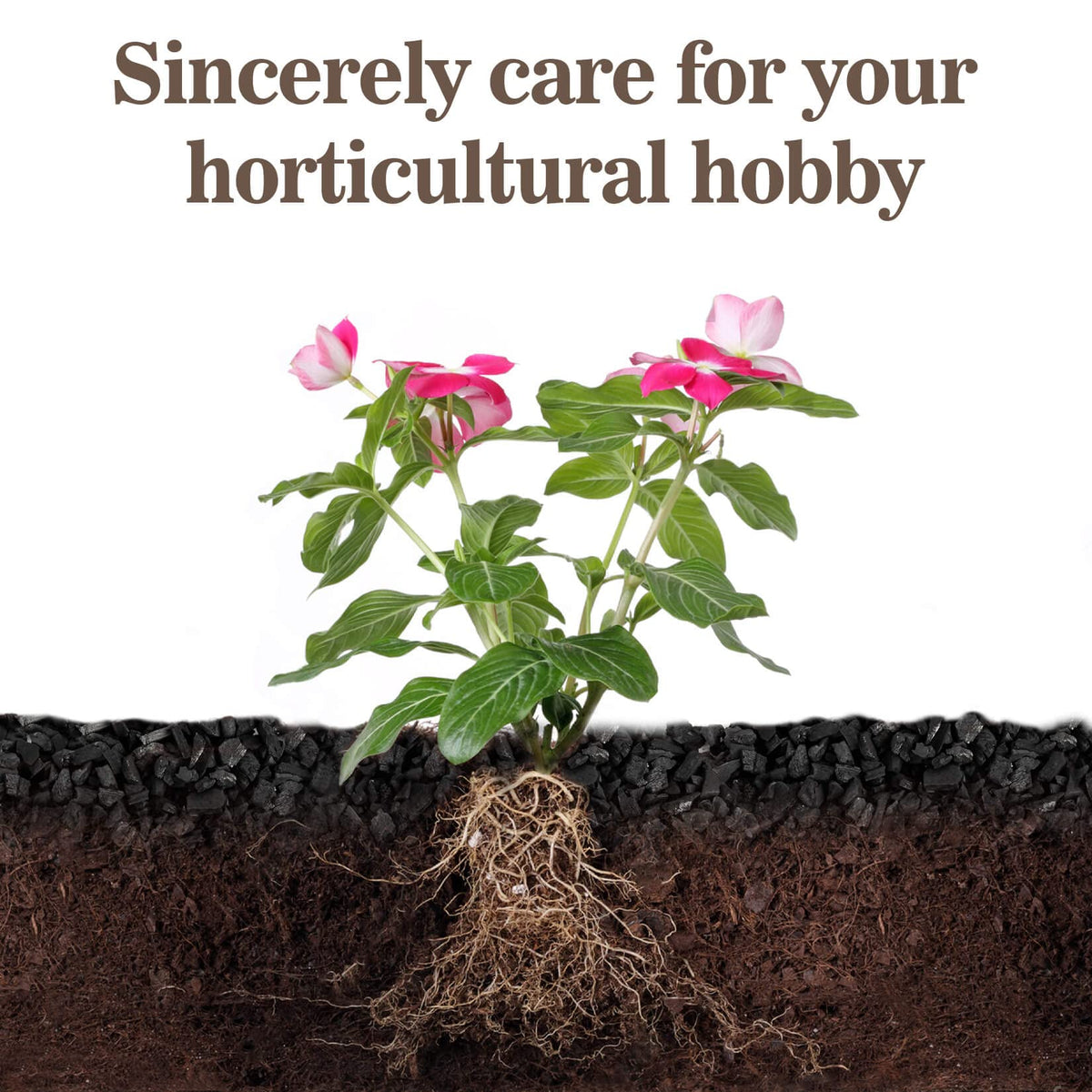Sukh Horticultural Charcoal improves succulent soil drainage for healthier containers.