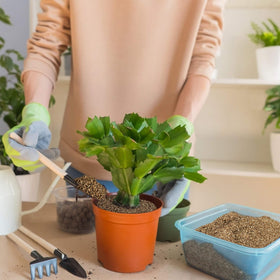 Sukh Vermiculite supports garden and indoor plant care for balanced growth