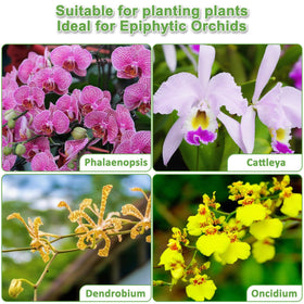 Sumloty epiphytic orchids thrive with the versatile orchid mix