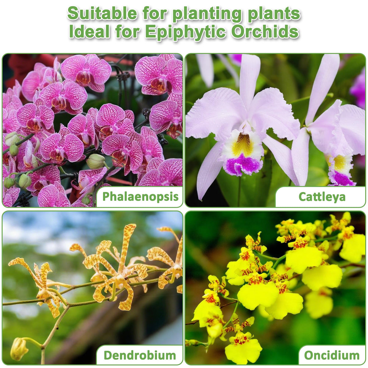 Sumloty Epiphytic orchids in pot with Sumloty mix show good drainage and airflow
