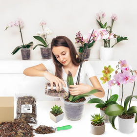Sumloty indoor orchid care setup demonstrates adaptable use for houseplants