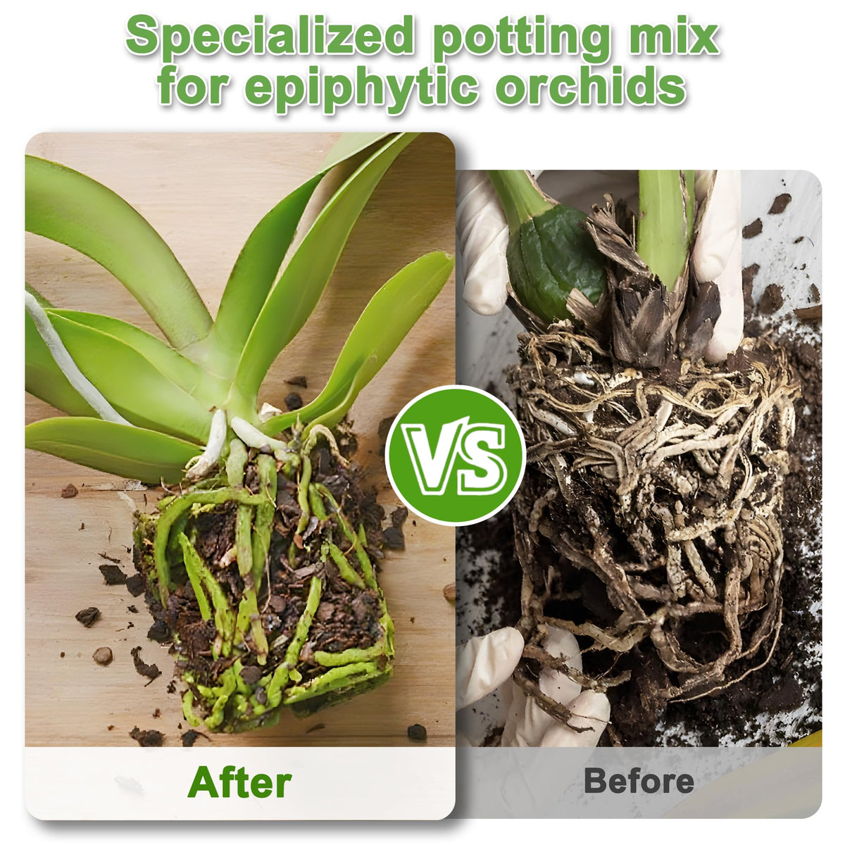 Sumloty Phalaenopsis repotting with mix supports healthy root growth