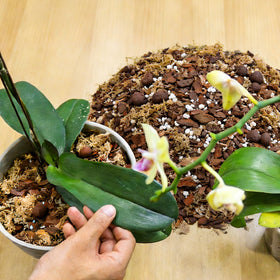 Sumloty resealable pouch keeps orchid mix fresh for longer storage