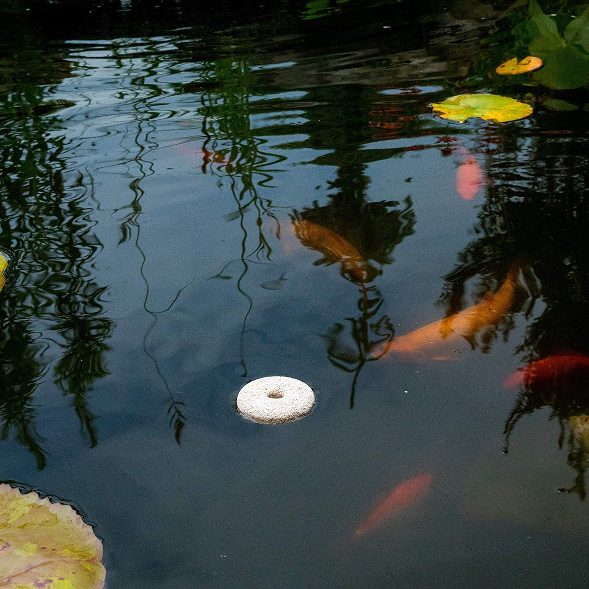 Summit Mosquito Dunks added to standing water for surface water treatment.