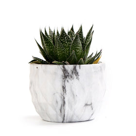 Sun-E pot shown without plant to emphasize size and design
