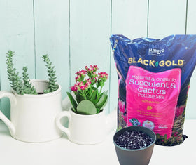 SUN GRO cactus-succulent-garden-application illustrates versatile use in pots and beds.