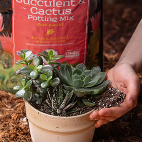SUN GRO pumice-perlite-drainage-detail emphasizes improved air flow and moisture control for succulents.