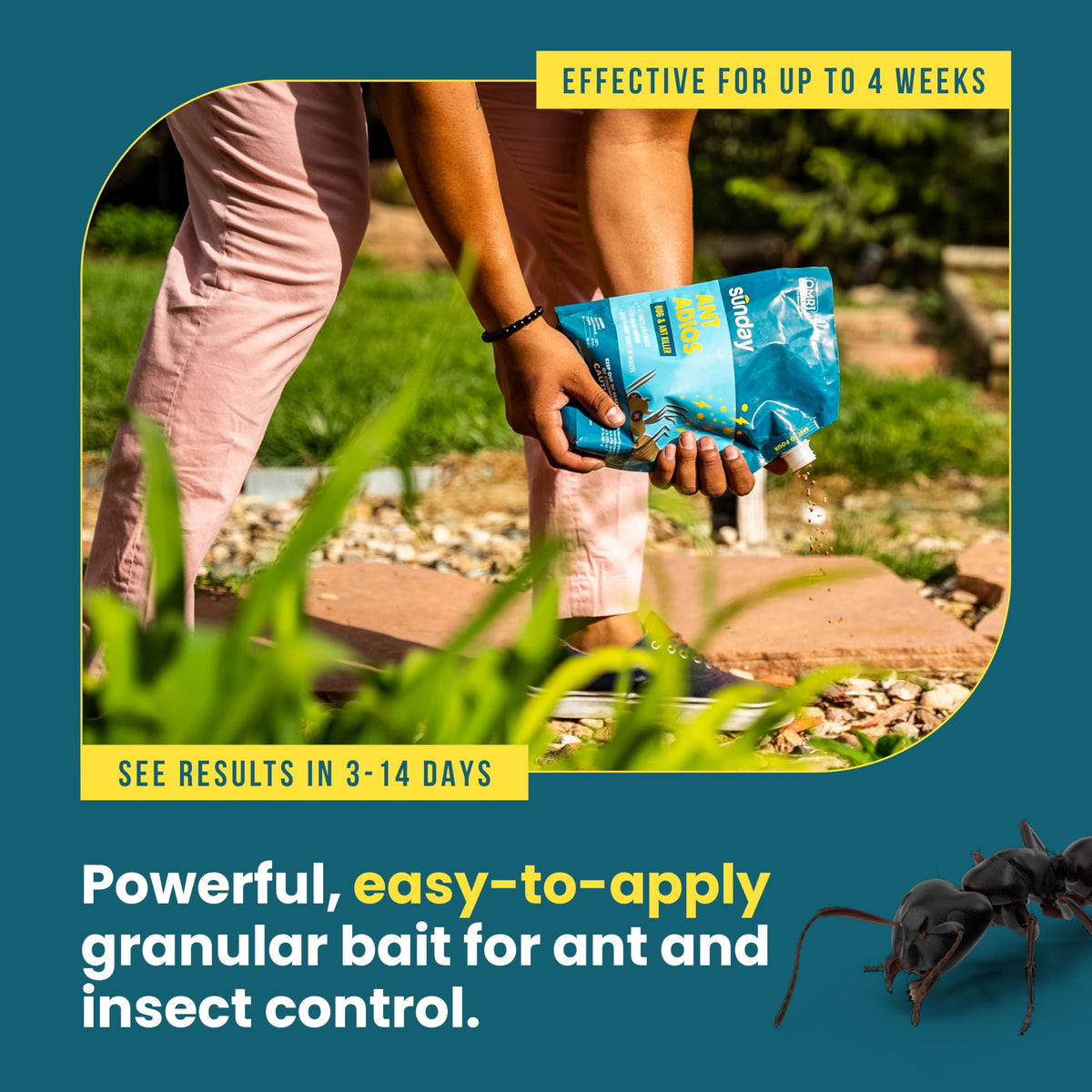 SUNDAY Ant Adios used safely around garden plants and ornamentals