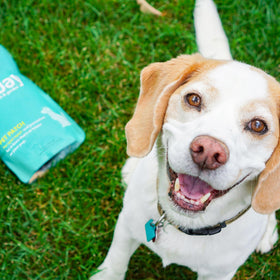 Sunday Pet Patch backyard scene shows a pet-friendly outdoor space.