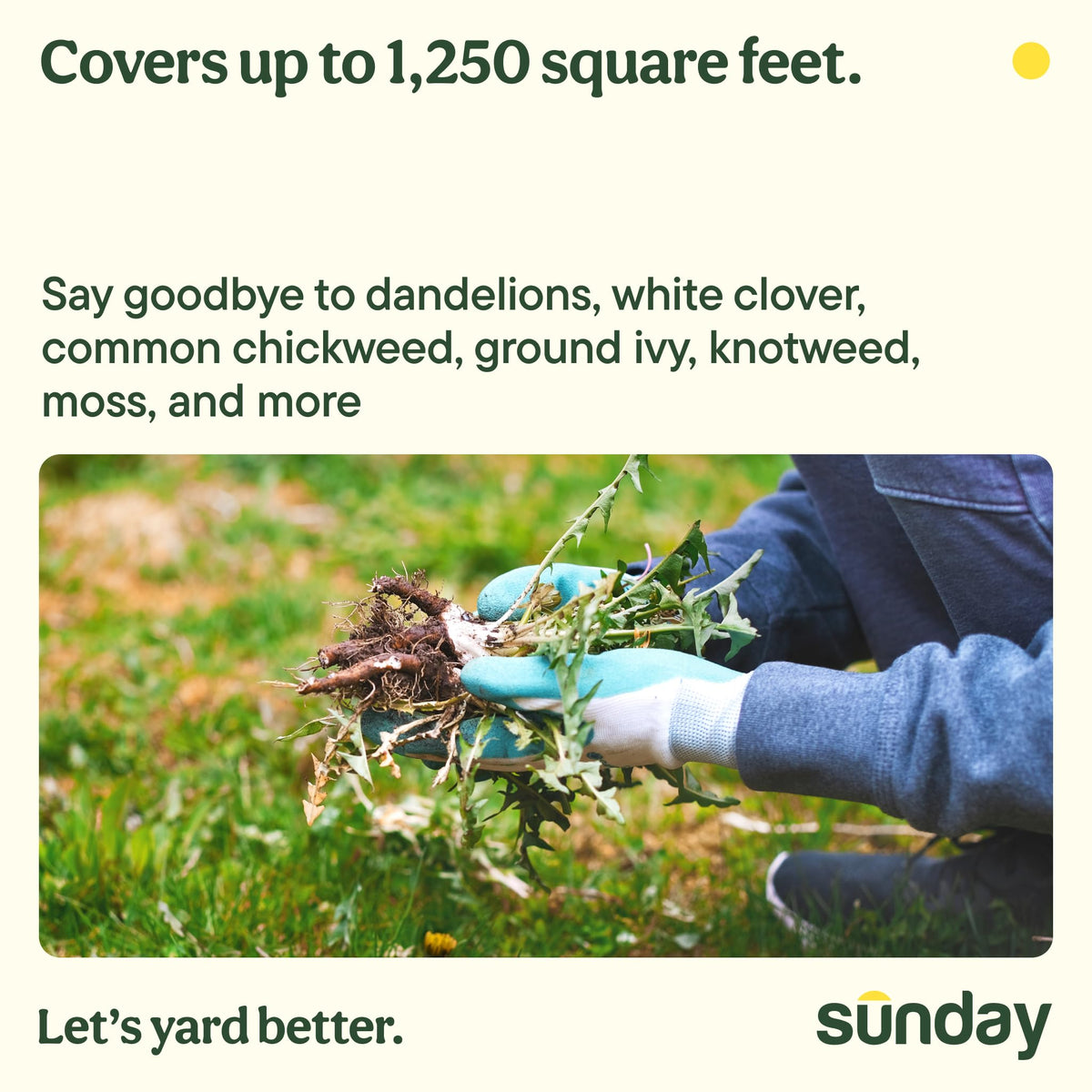 Dense green lawn after iron-based greens-up formula application
