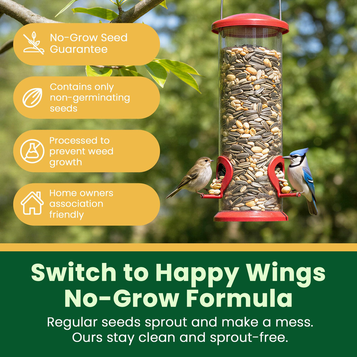 Close-up of sunflower, safflower, and peanuts in Happy Wings No Grow mix.