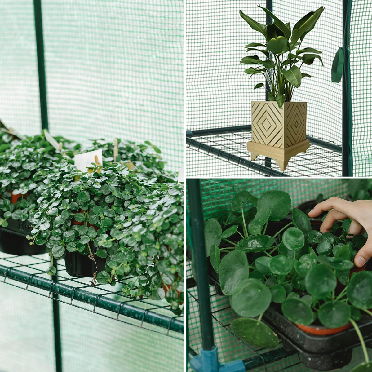 SUNGIFT Walk-in Greenhouse PE cover protecting young plants from frost