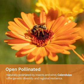 Border planting with SunHaven Calendula Pacific Beauty Mix for cottage garden charm.