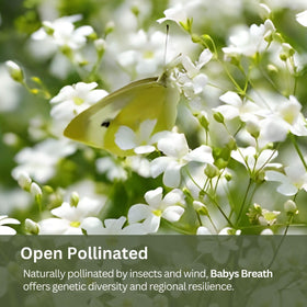 SunHaven Baby’s Breath adds soft texture to borders and wildflower patches.