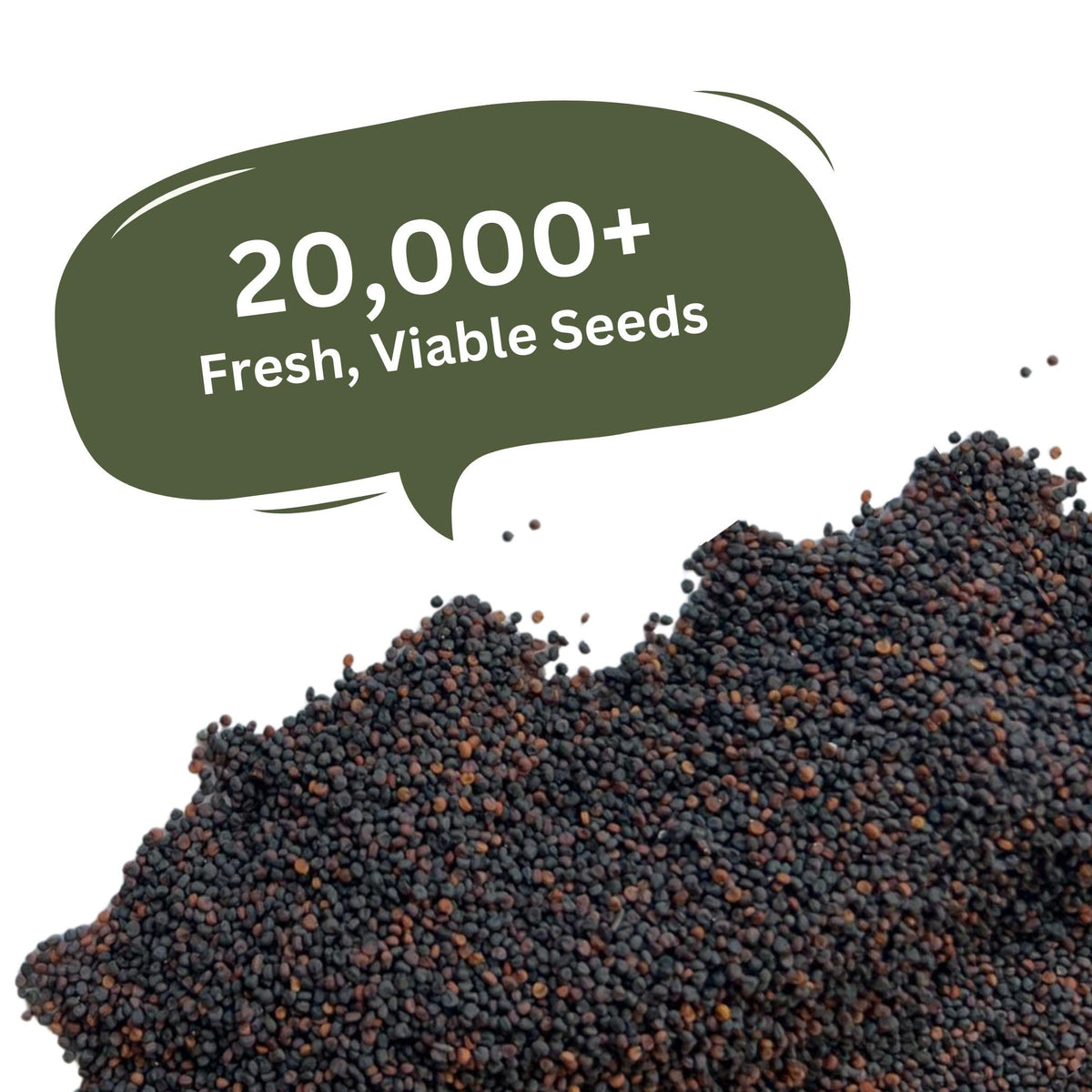 SunHaven Seeds Baby’s Breath ideal for fresh or dried cut flowers and bouquets.
