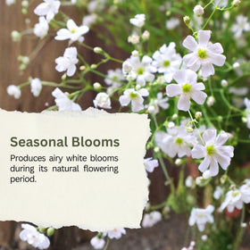 SunHaven Seeds Baby’s Breath is easy to grow as an annual in sunny gardens.