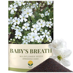 SunHaven Seeds Baby’s Breath seeds in 1oz pouch ready for planting in gardens.
