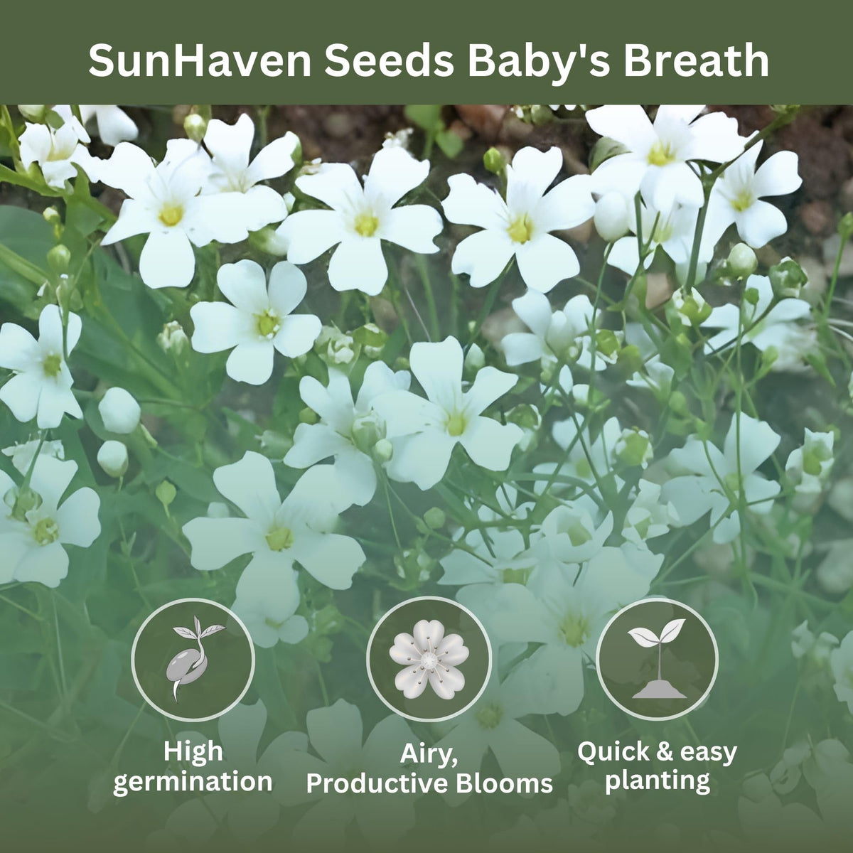 SunHaven Baby’s Breath blooms form delicate white clusters for elegant arrangements.