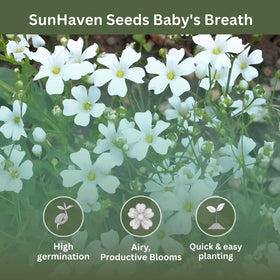 SunHaven Baby’s Breath blooms form delicate white clusters for elegant arrangements.