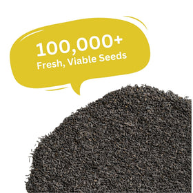 SunHaven Seeds Black-Eyed Susan seeds bloom close-up with cheerful yellow petals.