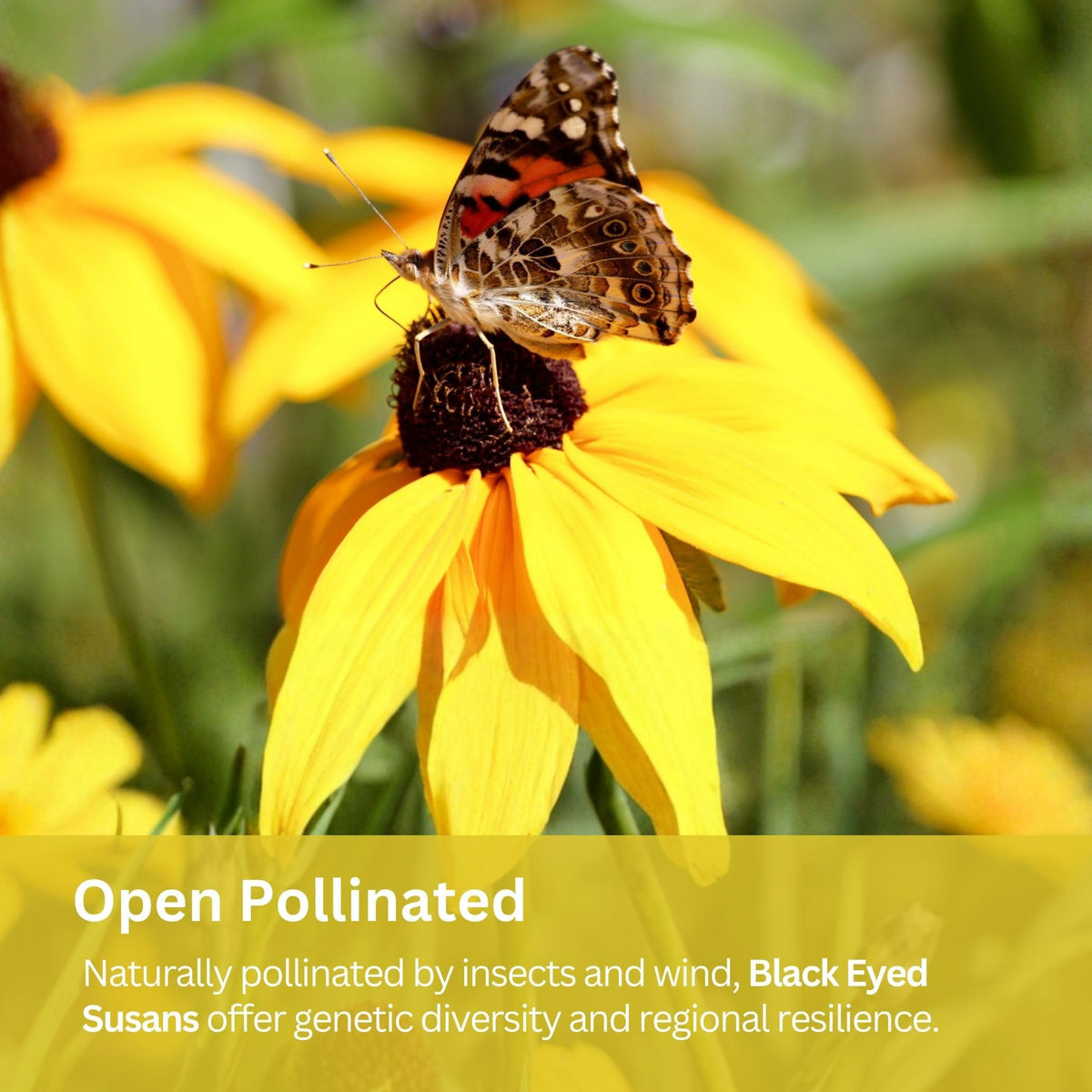 SunHaven Seeds Black-Eyed Susan seeds attract pollinators in sunny garden borders.