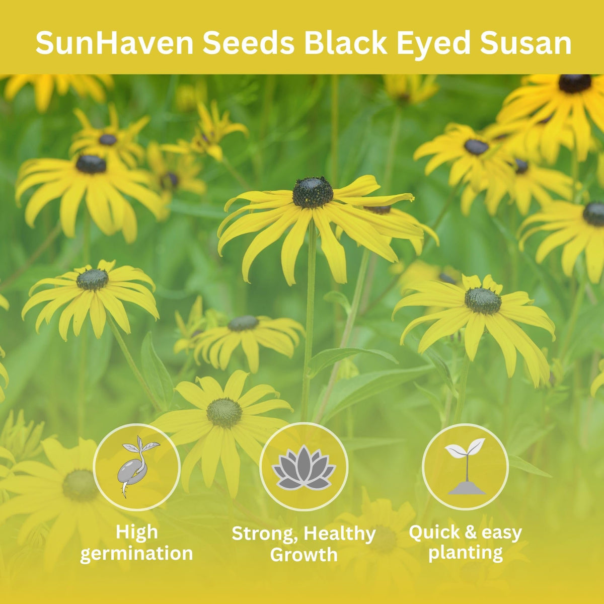 SunHaven Seeds Black-Eyed Susan seeds 100000 count ideal for large area planting.