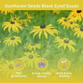 SunHaven Seeds Black-Eyed Susan seeds 100000 count ideal for large area planting.