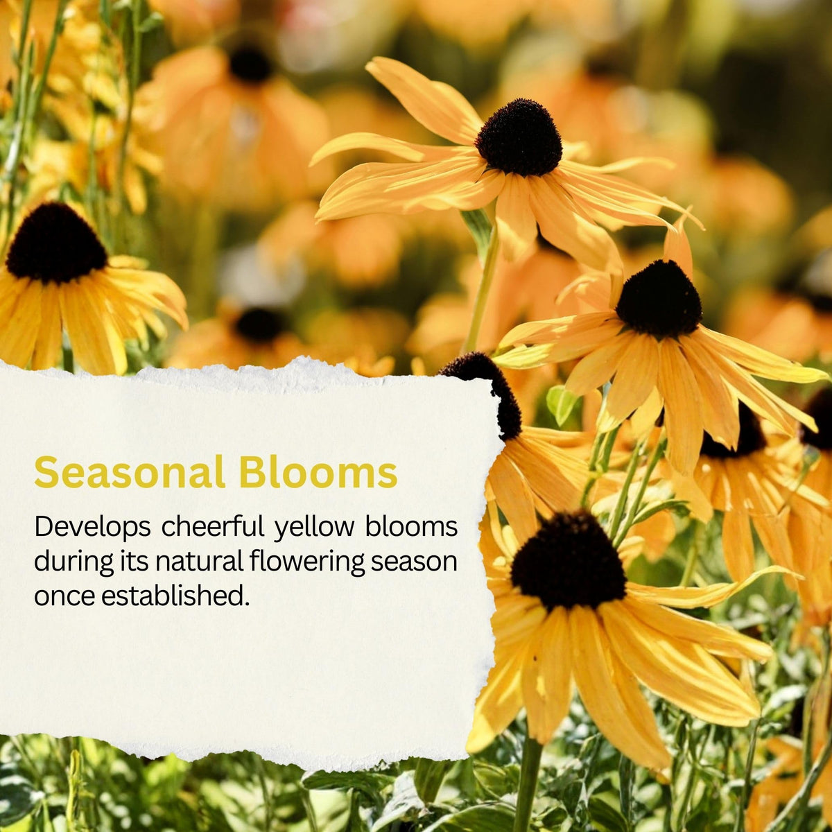 SunHaven Seeds Black-Eyed Susan seeds native wildflower landscape with golden blooms.
